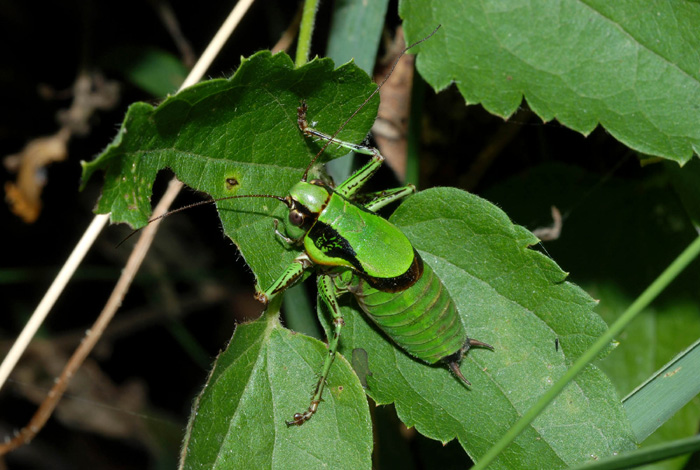 Eupholidoptera cf. chabrieri e Decticus verrucivorus